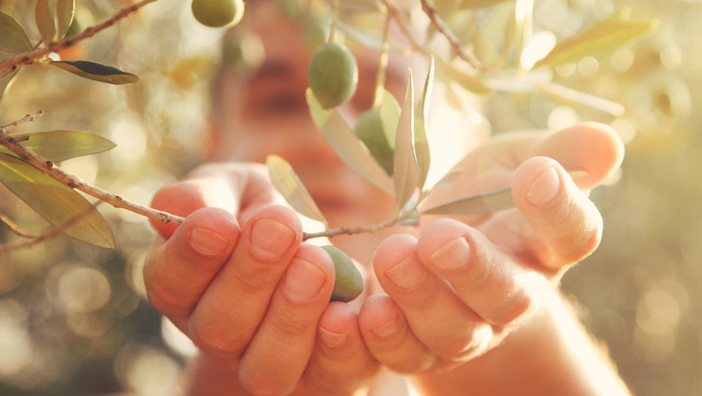 The Longevity Power of Organic Extra Virgin Olive Oil
